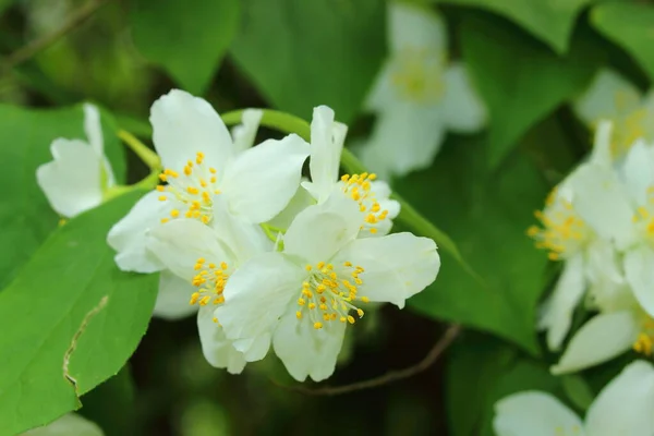庭の木の白い花 — ストック写真