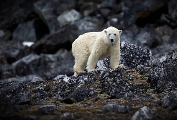 Isbjörn Det Arktiska Havet — Stockfoto