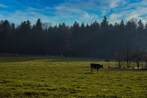 Piękny Krajobraz Koniem Górach — Zdjęcie stockowe