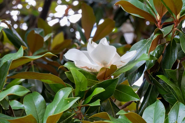 Flower of the Magnolia grandiflora, the Southern magnolia or bull bay, tree of the family Magnoliaceae