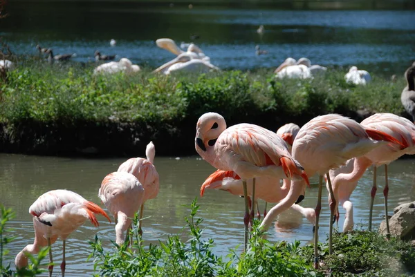 Flamingos Wasser — Stockfoto