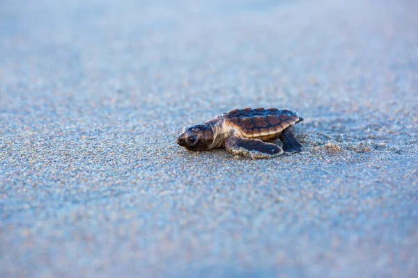 Närbild Sköldpadda Stranden — Stockfoto