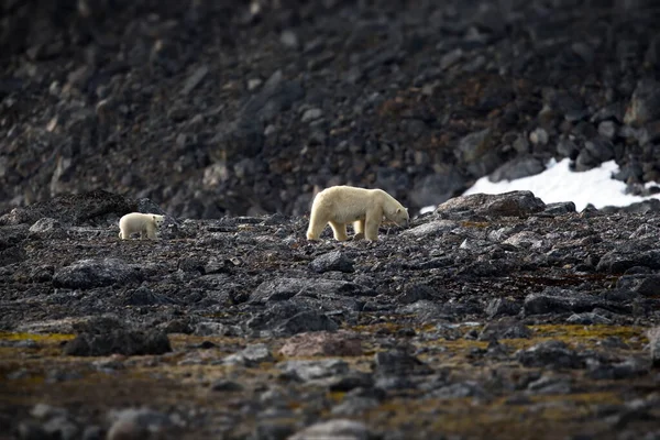 Close Van Een Groep Van Twee Jonge Dieren Die Grond — Stockfoto