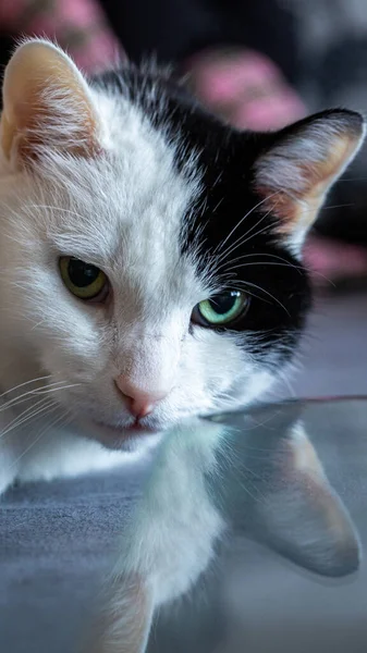 Retrato Gato Bonito — Fotografia de Stock