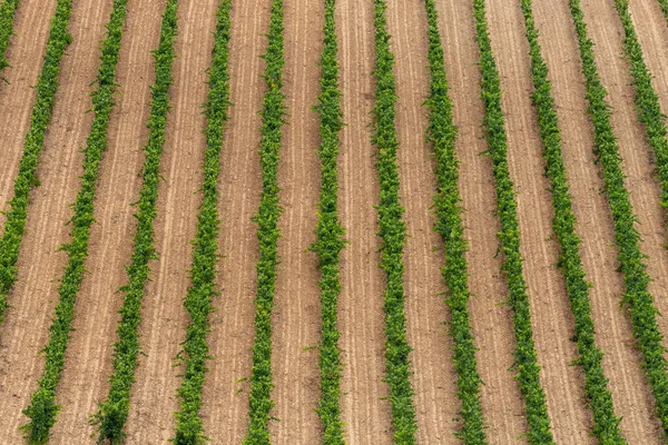 Rows Green Grapes Vineyard — Stock Photo, Image