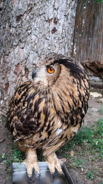 Owl Looking Left Standing Metal Box Zoo Park Belgrade Serbia — Zdjęcie stockowe