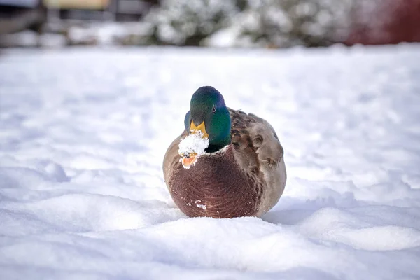 a beautiful bird in the snow