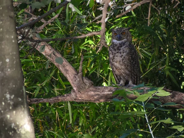 Great Horned Owl Bubo Virginianus Also Known Tiger Owl Public — стоковое фото