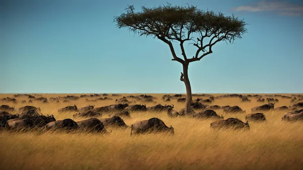 Leone Africano Nella Savana Kenya — Foto Stock