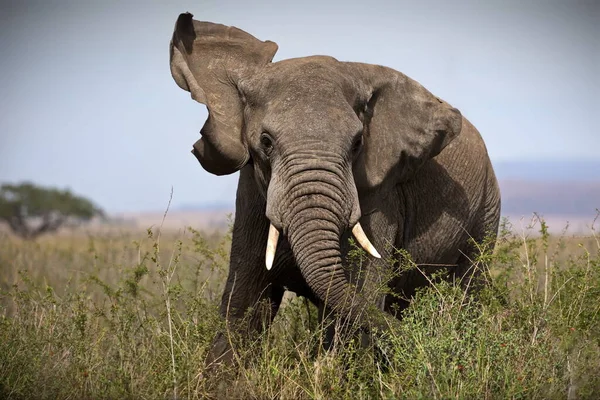 Afrykański Słoń Sawannie Kenii — Zdjęcie stockowe