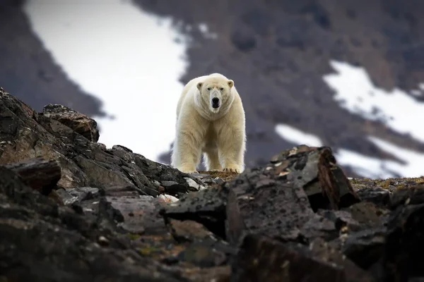 Urso Polar Filhotes Natureza — Fotografia de Stock