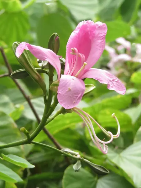 Bela Flor Rosa Jardim — Fotografia de Stock