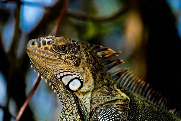 Close Green Iguana — Stock Photo, Image