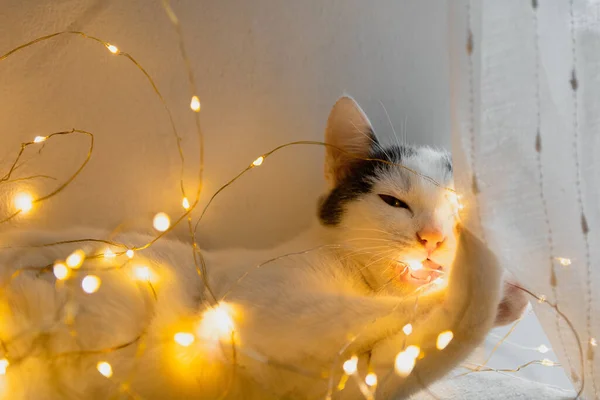 Cute Cat Christmas Decorations — Stock Photo, Image
