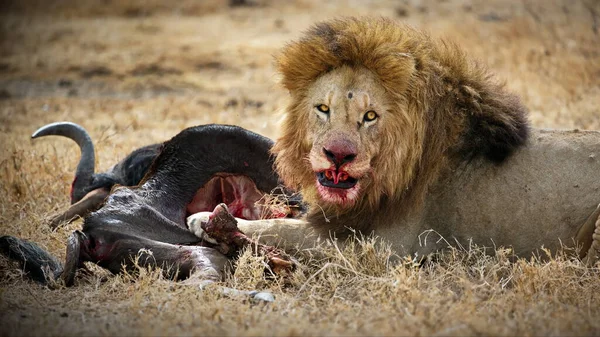 Lion Savannah Africa — Stock Photo, Image