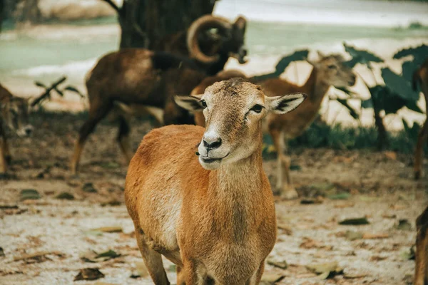 Tiro Close Veado Jovem Campo — Fotografia de Stock