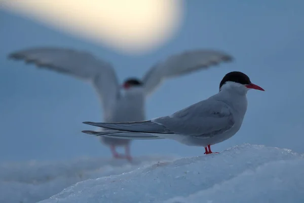 Une Mouette Sur Plage — Photo