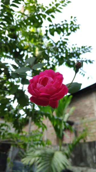 Hermosas Rosas Rosadas Jardín — Foto de Stock