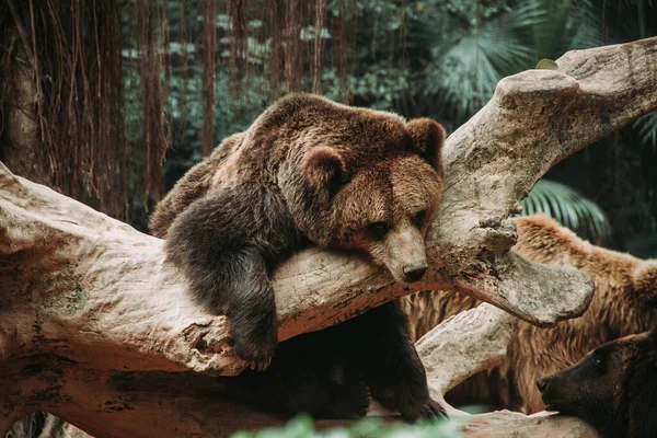 Braunbär Wald — Stockfoto