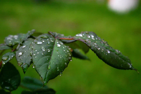 Groene Bladeren Met Dauwdruppels — Stockfoto