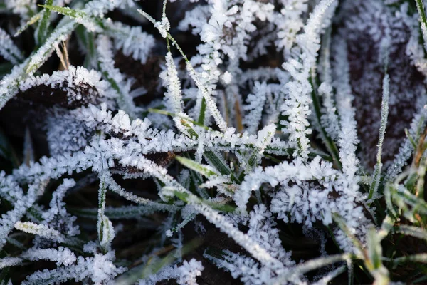 Schöner Winterwald Mit Schneebedeckten Bäumen — Stockfoto