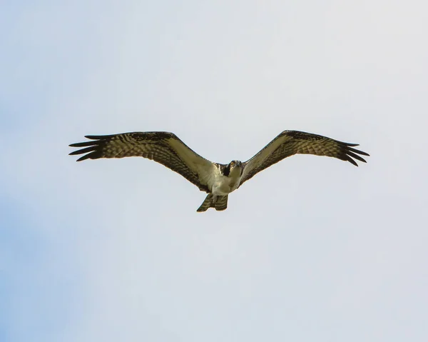 Vista Panorámica Hermoso Pájaro Naturaleza — Foto de Stock