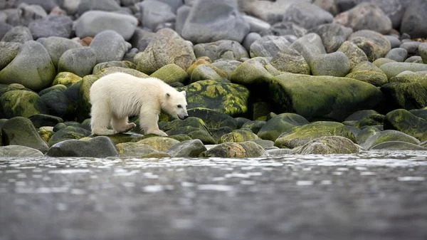 스발바르 북쪽의 바다에 북극곰 — 스톡 사진