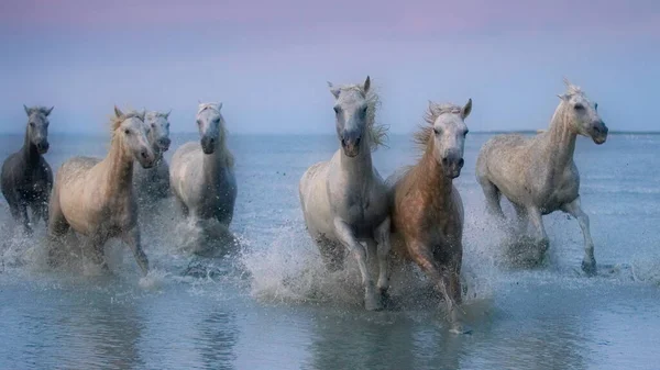 Konie Biegające Wodzie — Zdjęcie stockowe