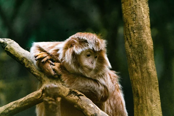 Macaco Floresta — Fotografia de Stock