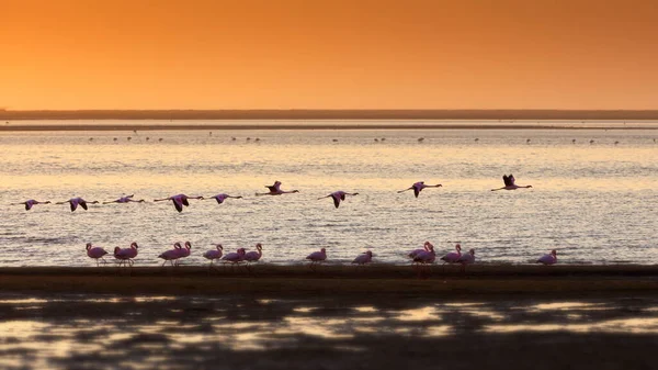 Flock Birds Sunset — Stock Photo, Image