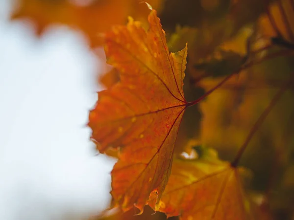 Folhas Outono Floresta — Fotografia de Stock