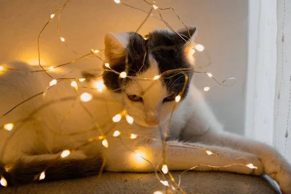 Niedliche Katze Mit Weihnachtsdekoration — Stockfoto