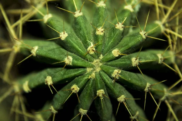 Pianta Cactus Giardino — Foto Stock