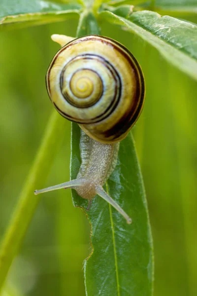 Grove Tapestry Snail Eating Blade Grass — Stock Photo, Image