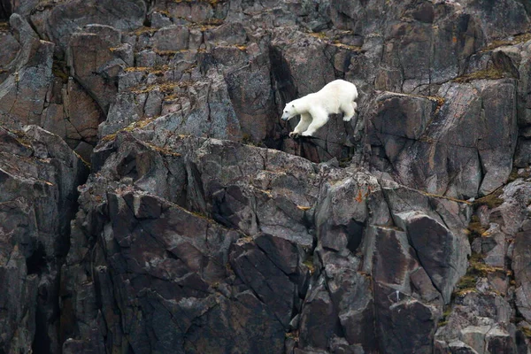 Πολική Αρκούδα Φόντο Βράχων — Φωτογραφία Αρχείου