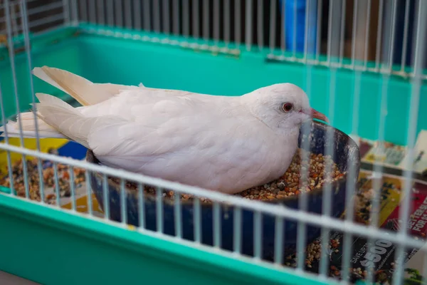 Pigeon Blanc Dans Une Cage — Photo