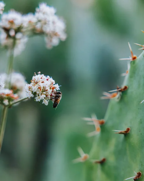 Primer Plano Una Hermosa Flor Blanca — Foto de Stock