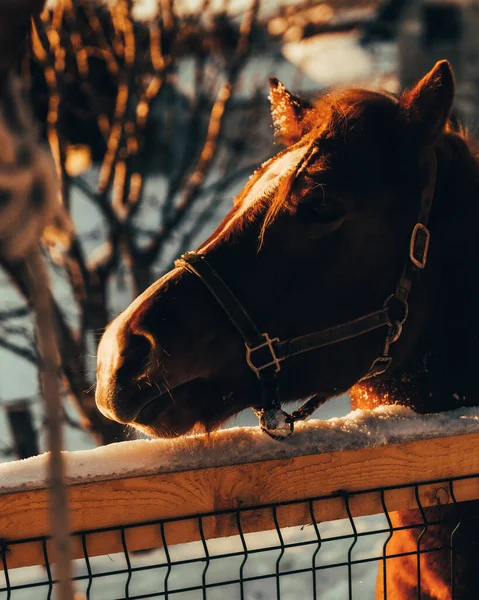 Horse Snow — Stock Photo, Image