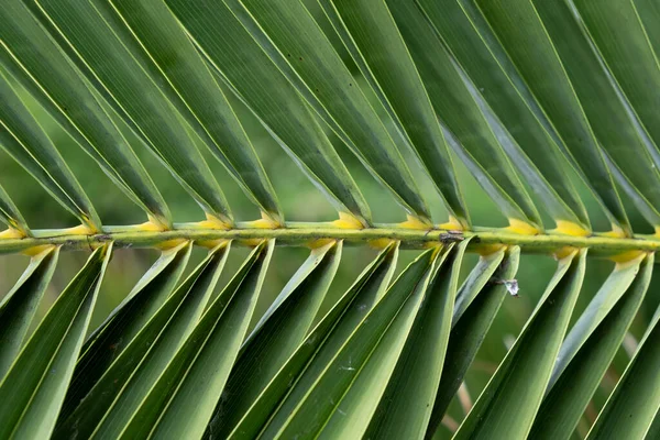 Yeşil Palmiye Yapraklarının Çizgi Dokularının Ayrıntıları — Stok fotoğraf