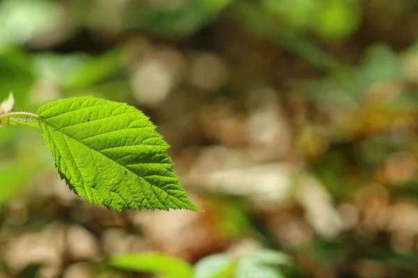 Gröna Löv Skogen — Stockfoto