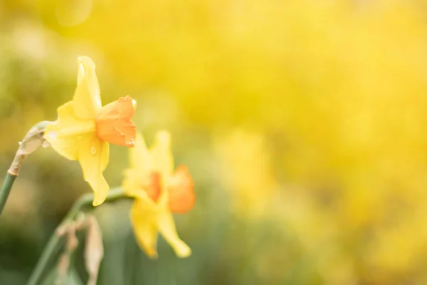 Жовта Квітка Саду — стокове фото