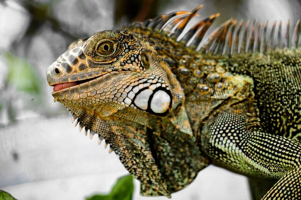 Primer Plano Una Joven Iguana Verde Sobre Fondo Borroso —  Fotos de Stock