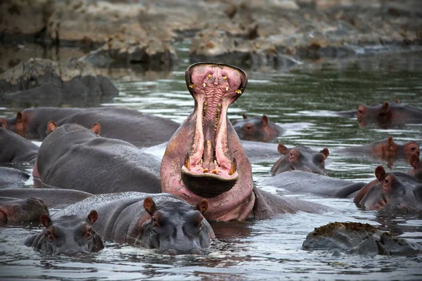 Hipopótamo Anfibio Agua Del Río Parque Nacional Del Coro Sudáfrica — Foto de Stock