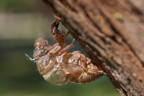 Mudas Pele Insetos Das Espécies Cicadidae Cicada Coyuyo Tococo Deixadas — Fotografia de Stock