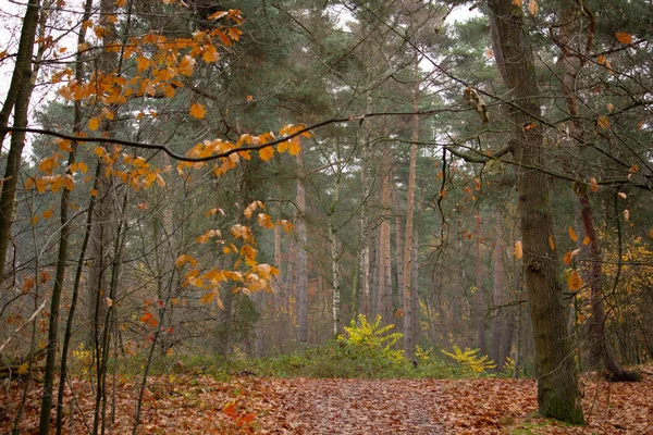 Forêt Automne Avec Arbres Feuilles — Photo