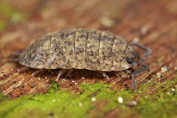 Anormal Beyaz Renkte Kaba Saba Porcellio Scaber Bahçedeki Bir Odun — Stok fotoğraf