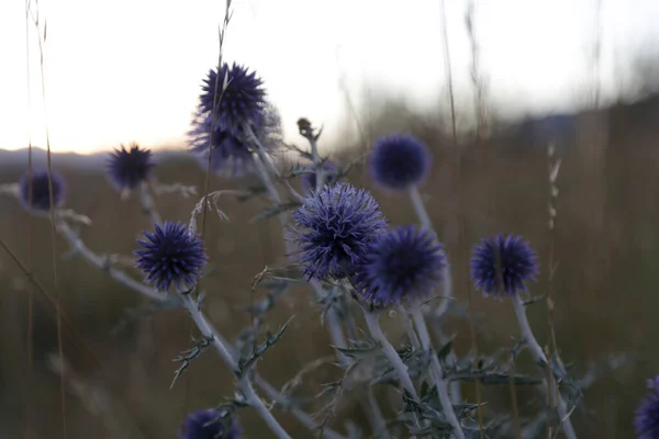 Bellissimi Fiori Nel Campo — Foto Stock