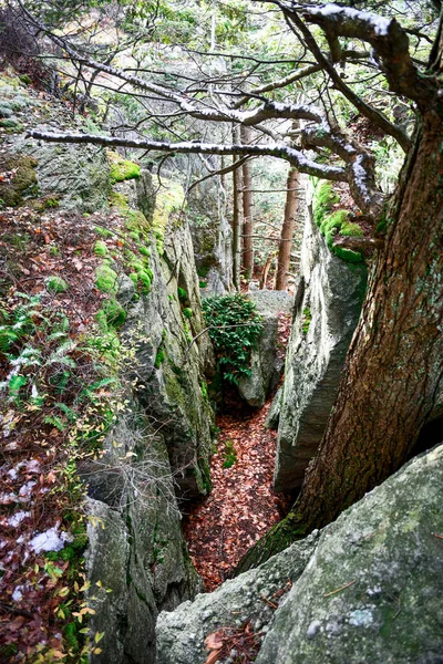 森の美しい景色 — ストック写真