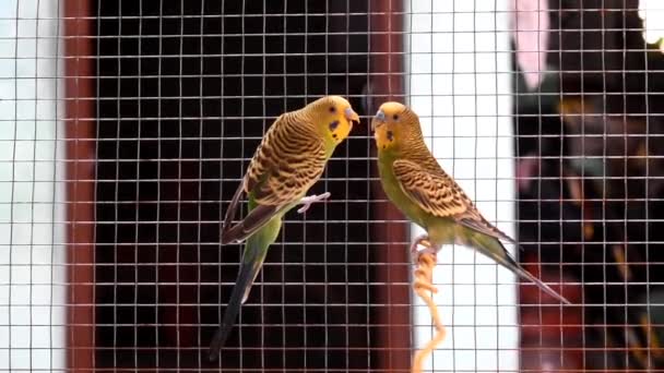 Ένας Παπαγάλος Στο Κλουβί — Αρχείο Βίντεο