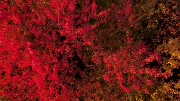 Вид Воздуха Осенний Лес — стоковое видео